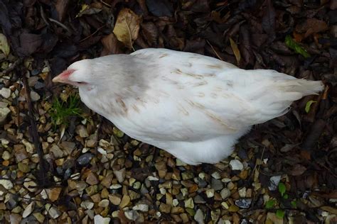 amber white pullets|amberlink white feathers.